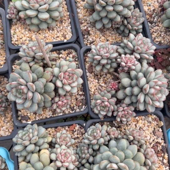 葡萄福利～景天的