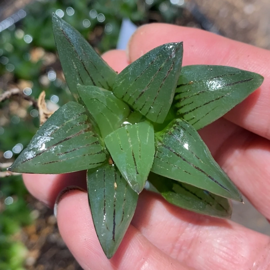 426 一颗优选有锦基因大红纹寿 新年整点福利