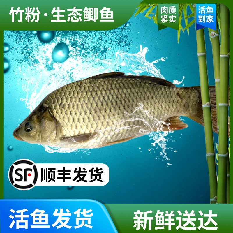 【渔探长】湖南生态竹粉黄金鲫鱼顺丰活鱼新鲜到家