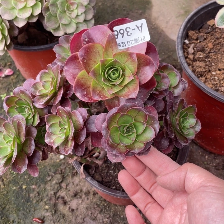 366魅金玫瑰多肉123446789