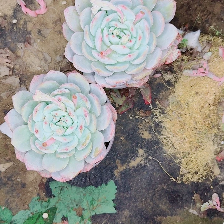 开*心陈梦露两颗两颗定向开开心