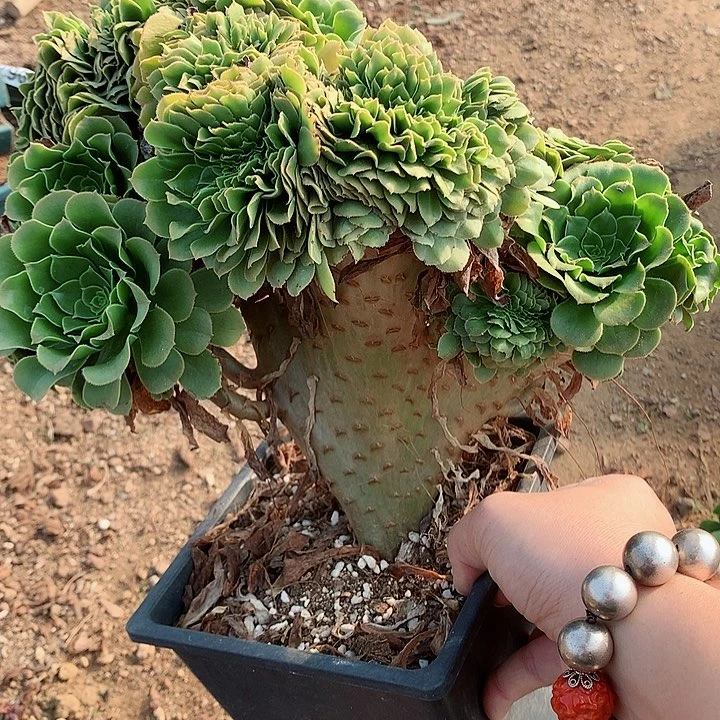 绿杨蓉缀脱土发货啊