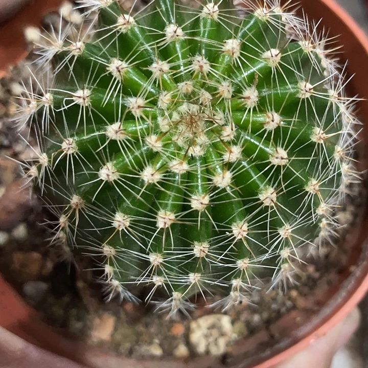 62号17棱实生彩草