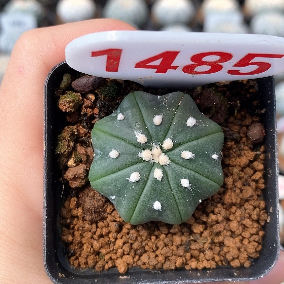1485琉璃海星都已经