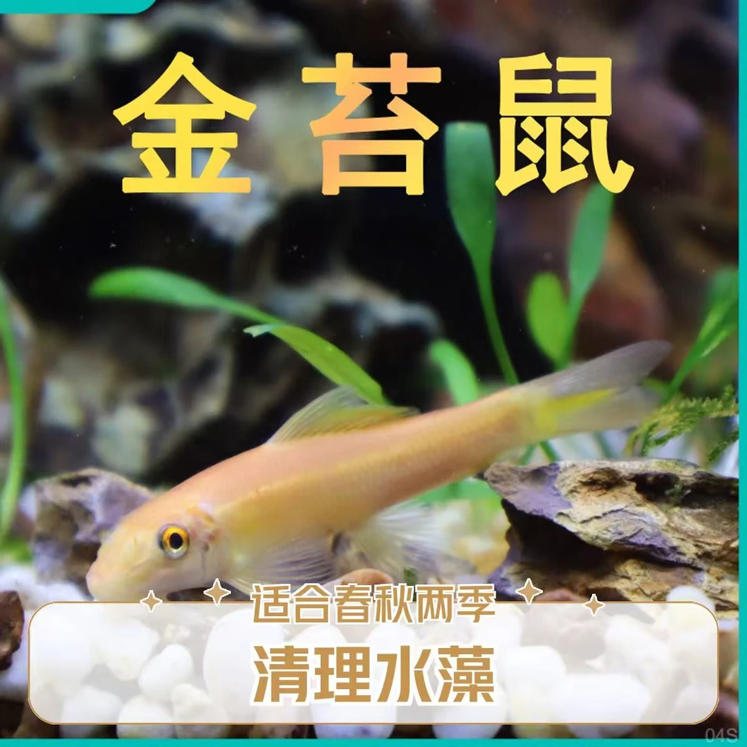 【顺丰发货】工具鱼清洁分粪便残渣垃圾底栖热带淡水观赏小鱼