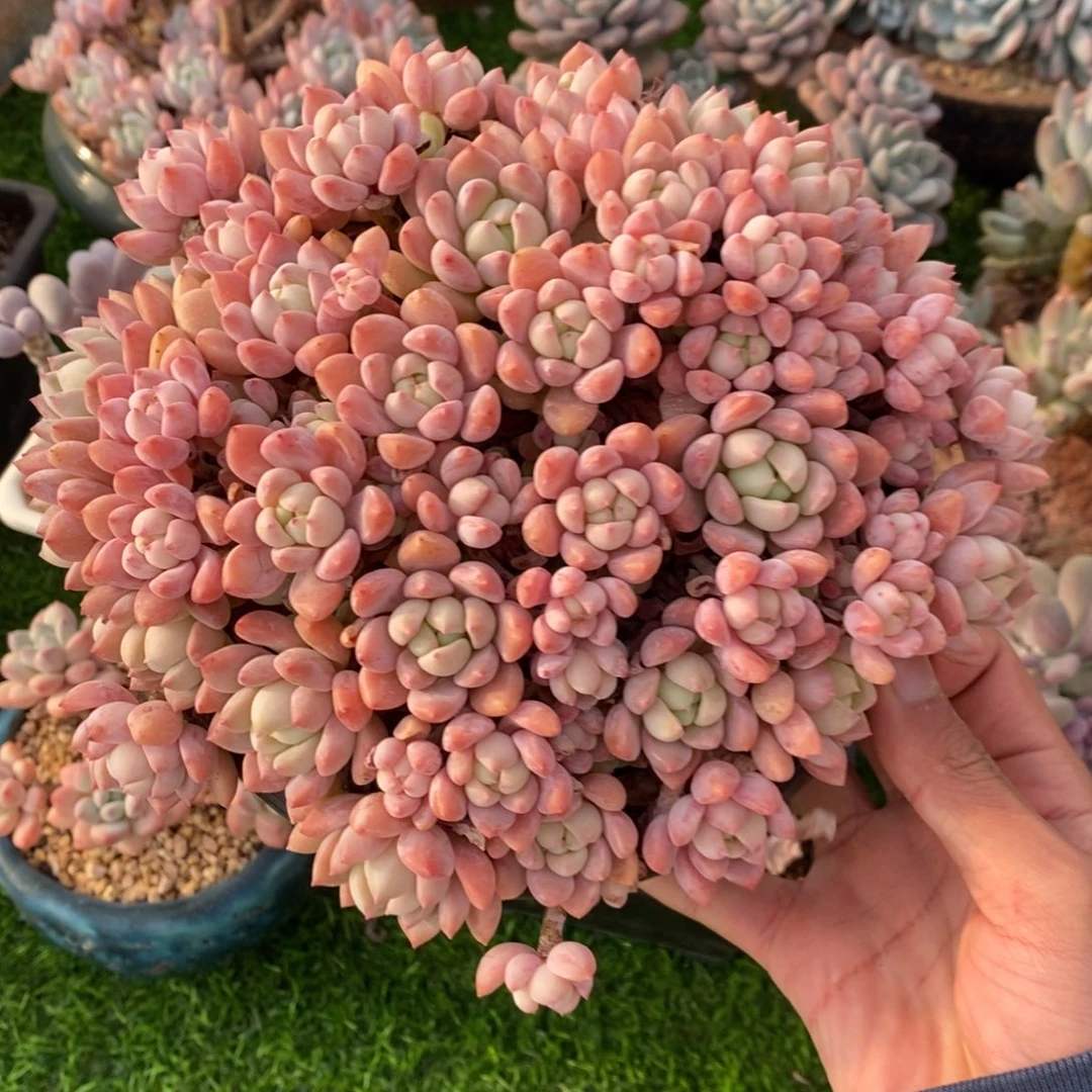 桃酥 一物一拍。