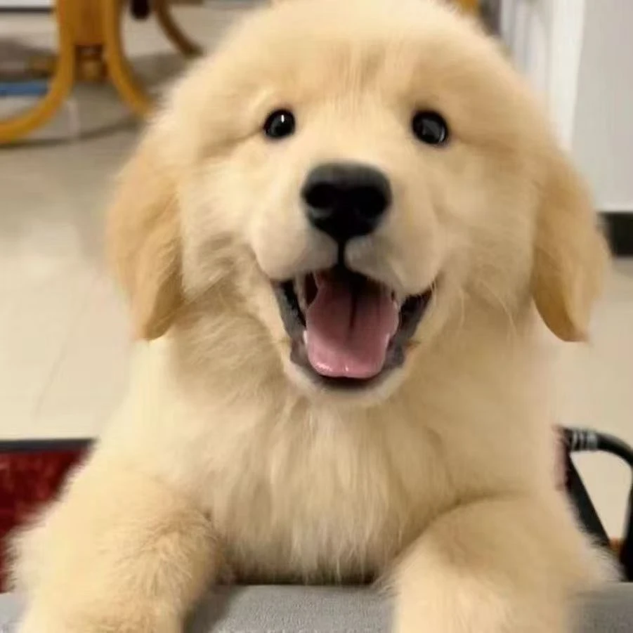 【超低价领养】金毛犬家养活体枫叶红沙滩金毛巡回犬狗混血金毛活体