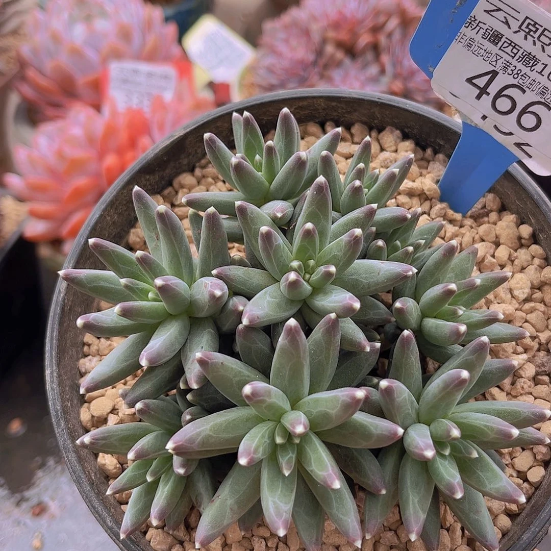 466乌拉克拉多肉植物