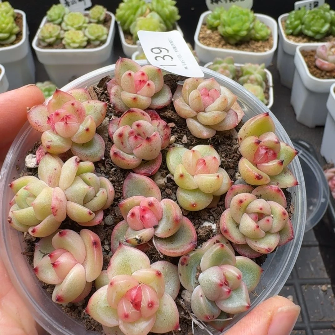 一物一拍一盒510-139