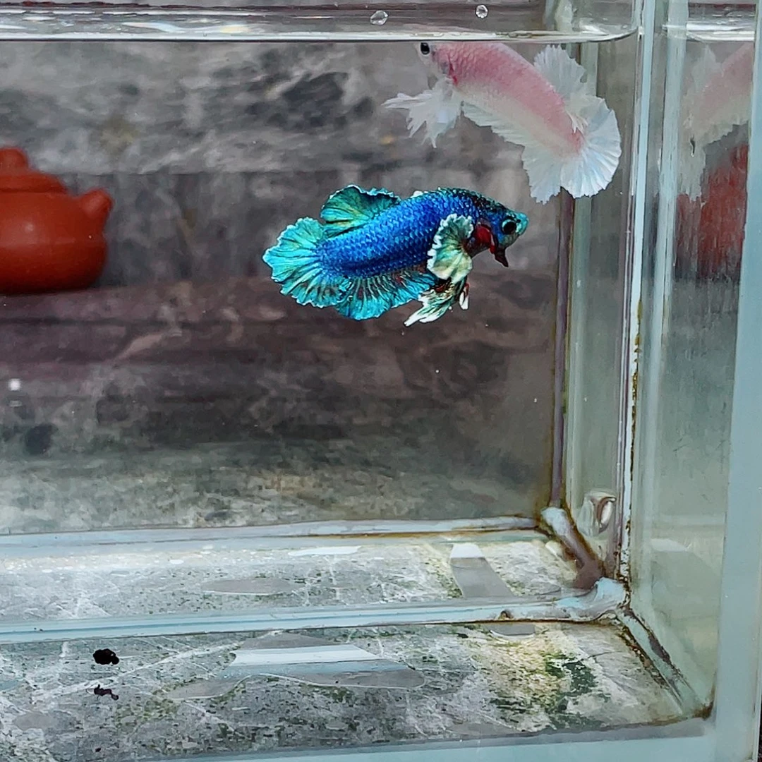 斗鱼育平斗鱼泰国越南印尼斗鱼