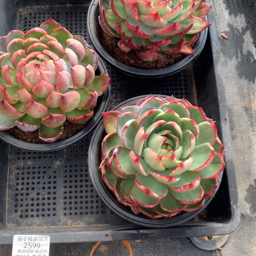 2599一物一拍3颗13厘米