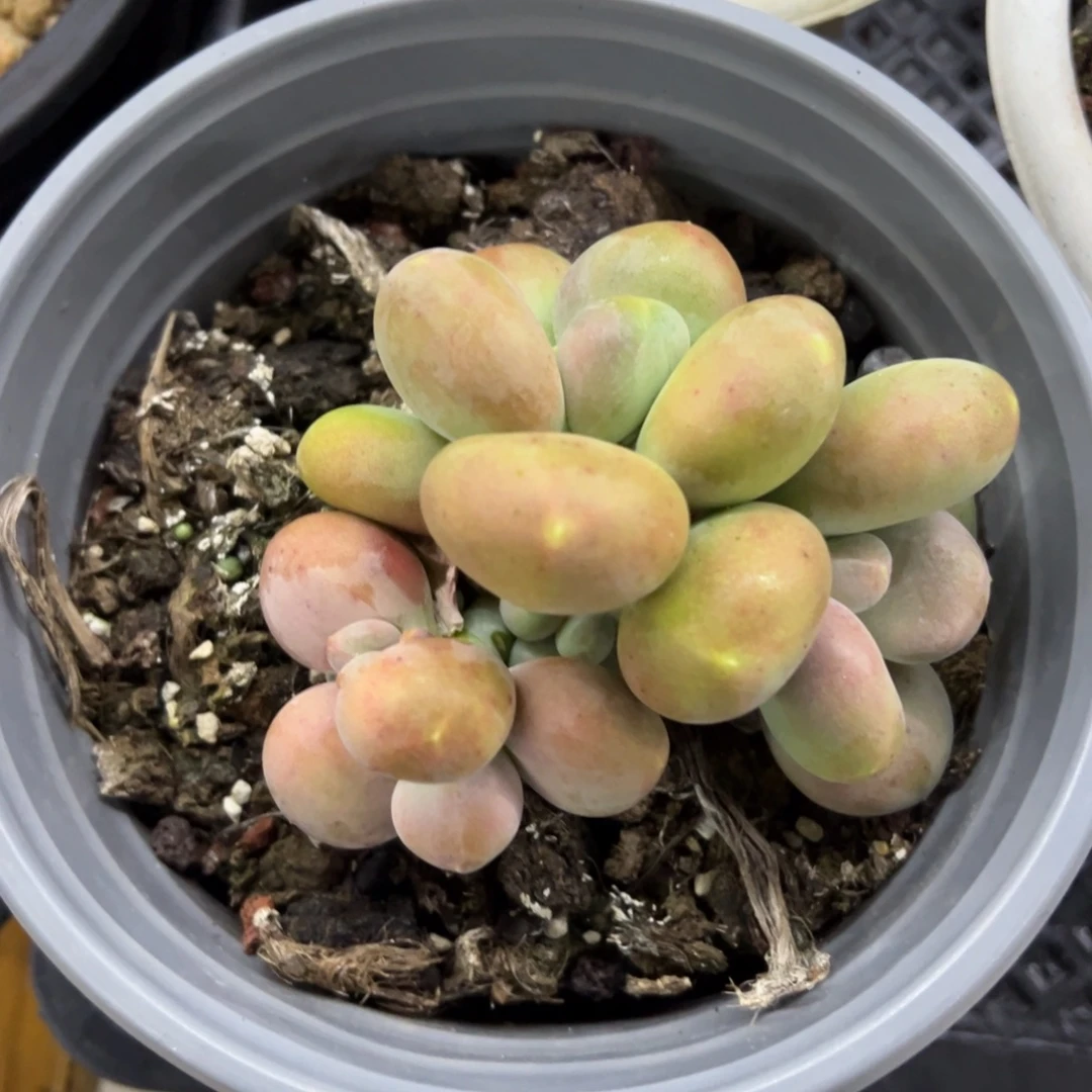 张张精品多肉甄选刚果三头