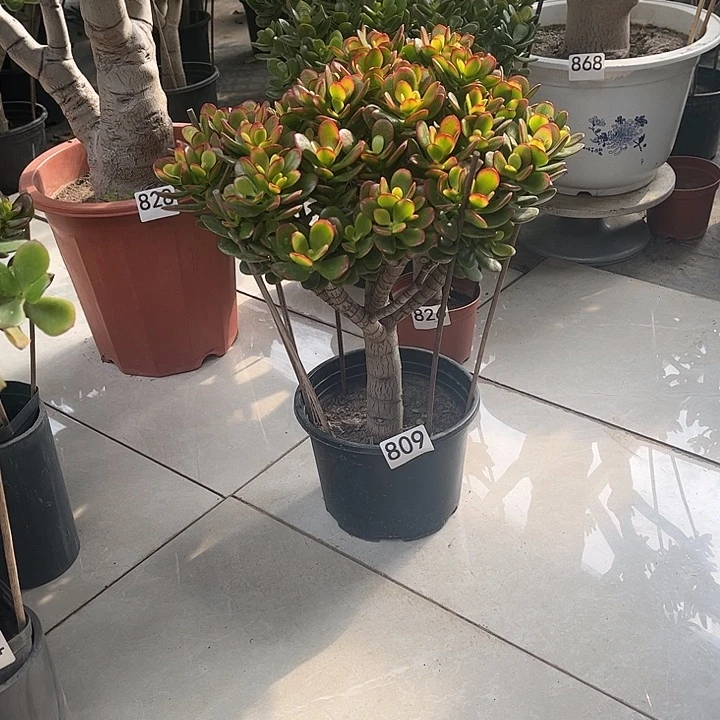 糖果花月独杆老桩