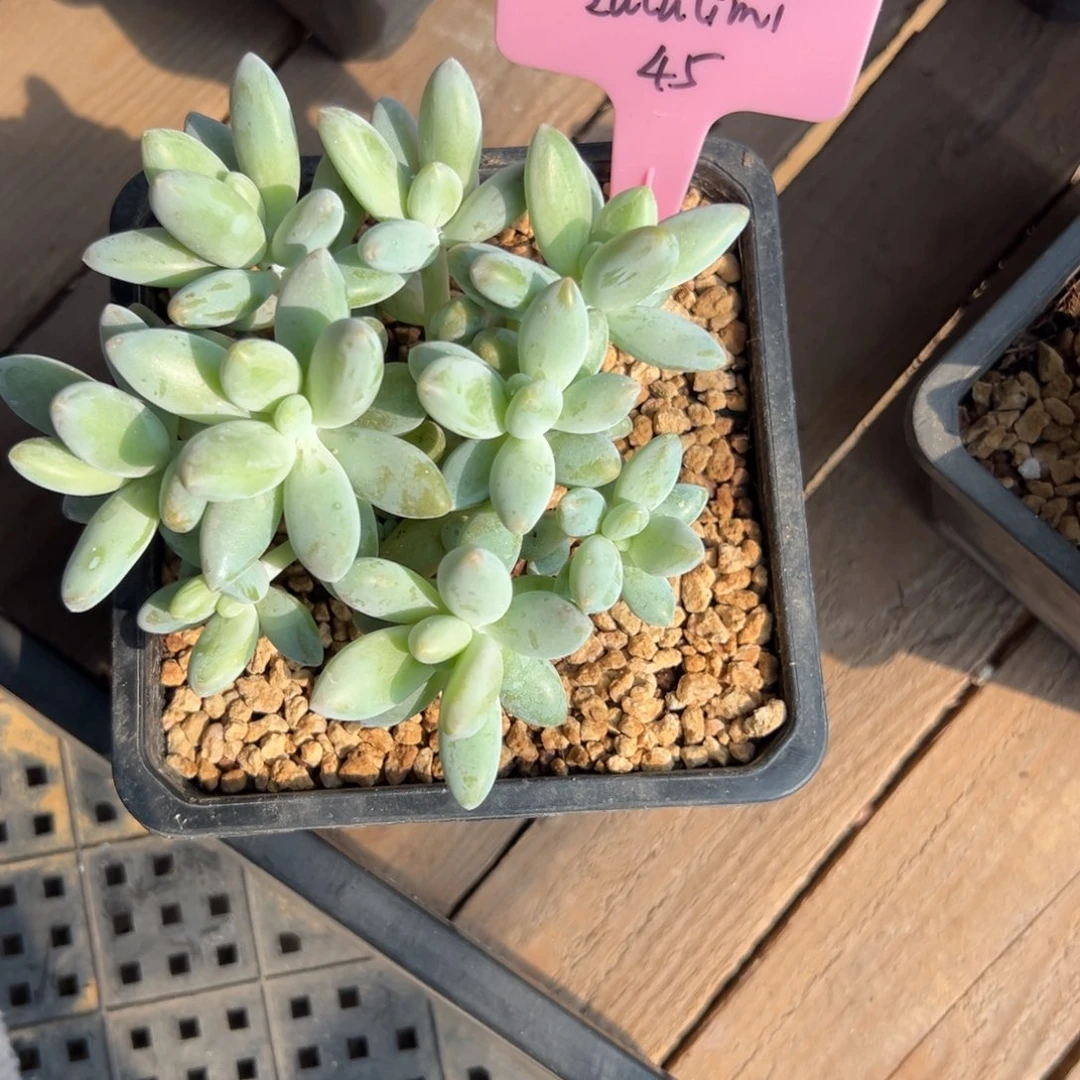 l***i白兰地111111111111