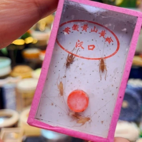 蟋蟀两盒小黄蛉啊啊啊啊啊
