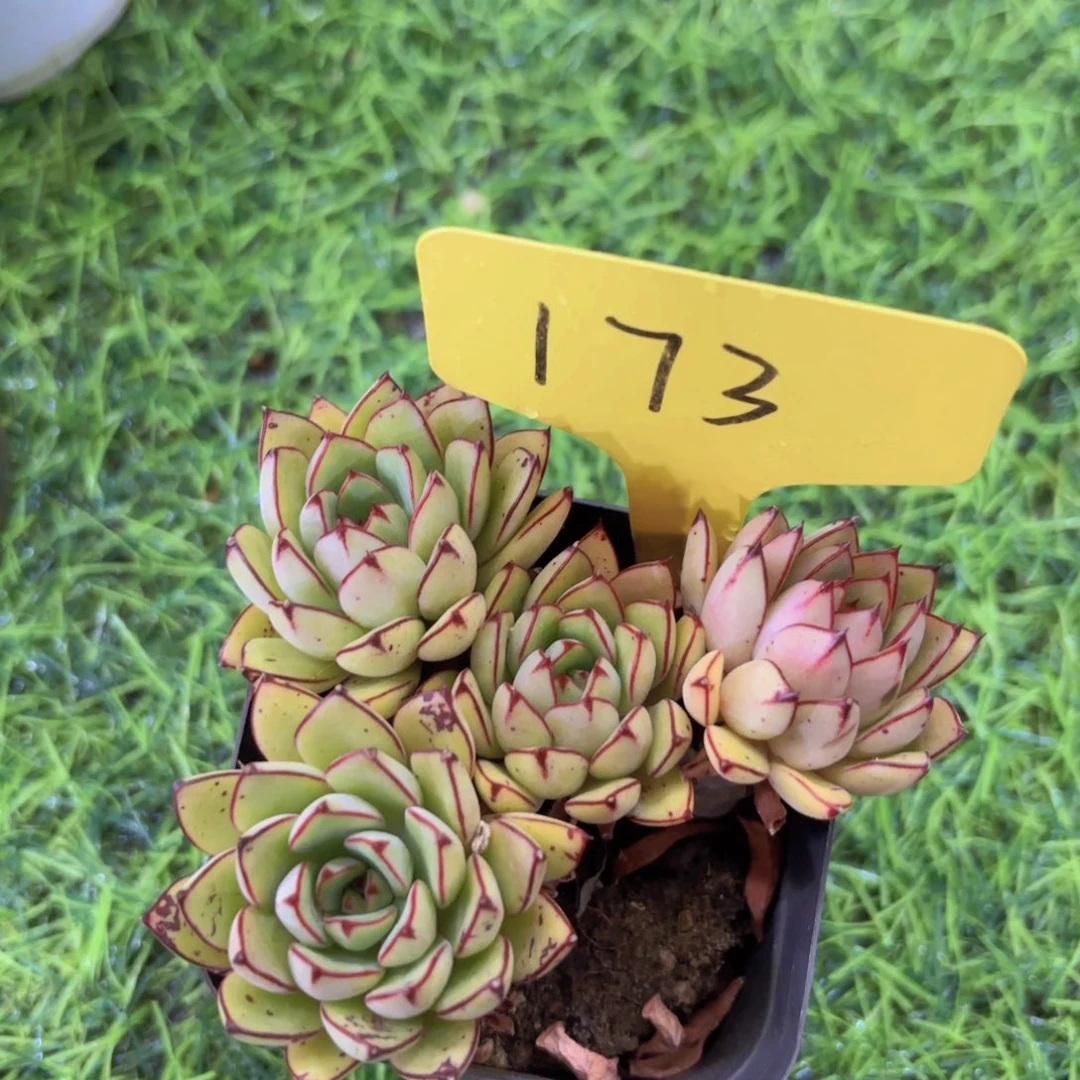 荔***来我的小可爱们都好可爱