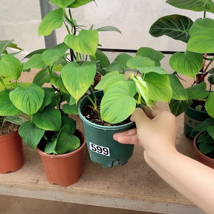 完全开放599 秘鲁