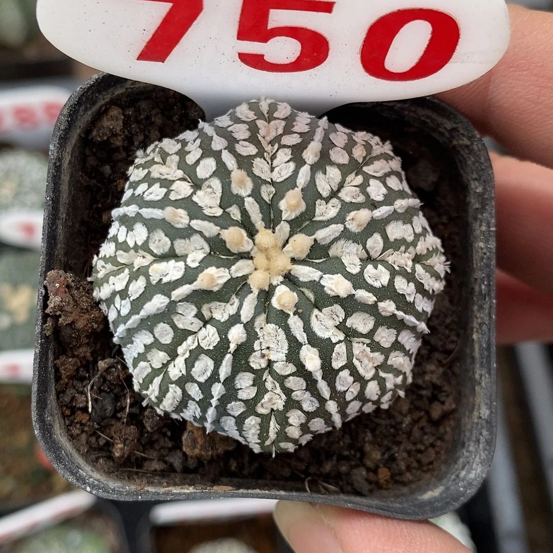 750福利特价来了打