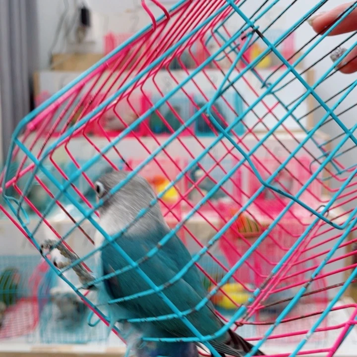 W*牡丹鹦鹉一只111