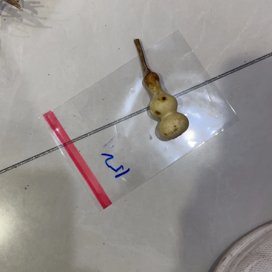 矛***g青皮不包成青皮不包成