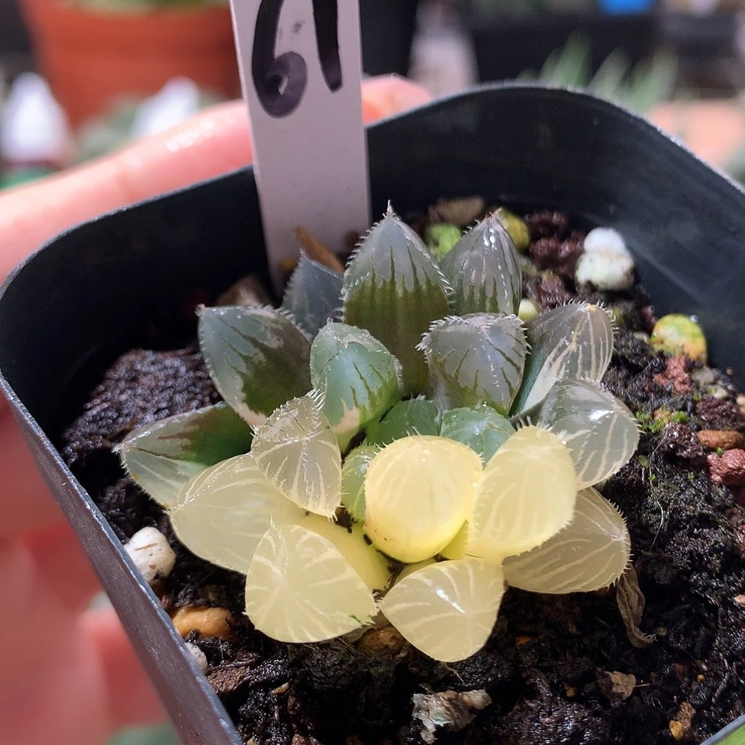 61号赤线玉露锦带盆土