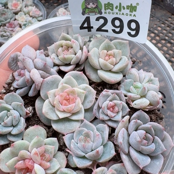 多肉植物多肉植物