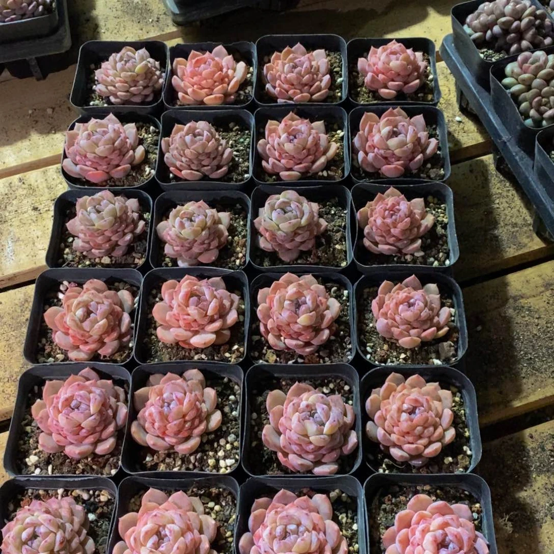 463得到了什么事都没有