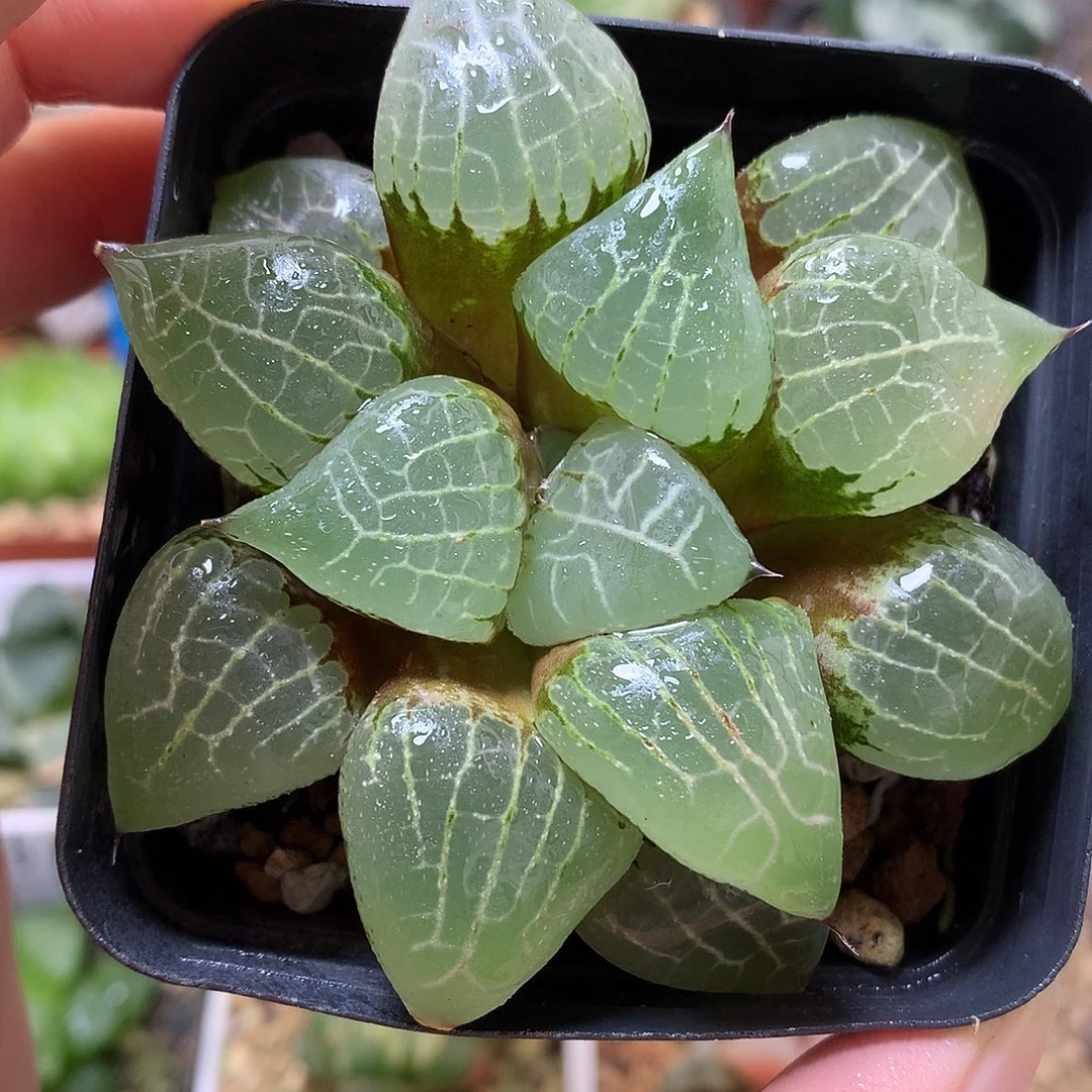 实生寿带盆土发货jjkklo