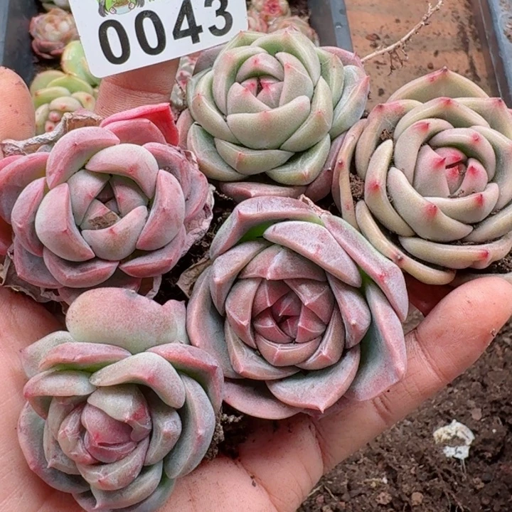 多肉植物多肉植物