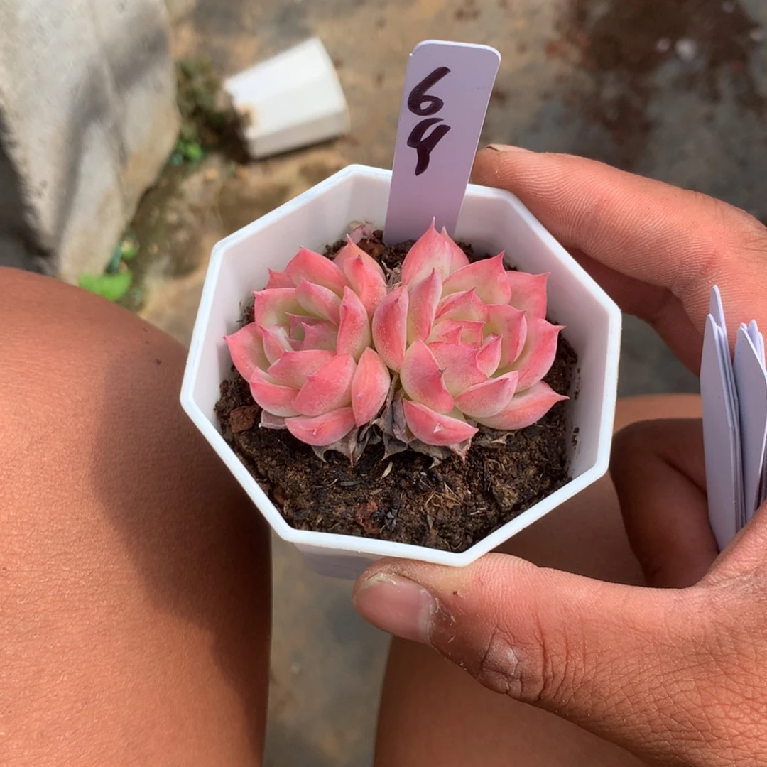 那好你在干什么的我知道