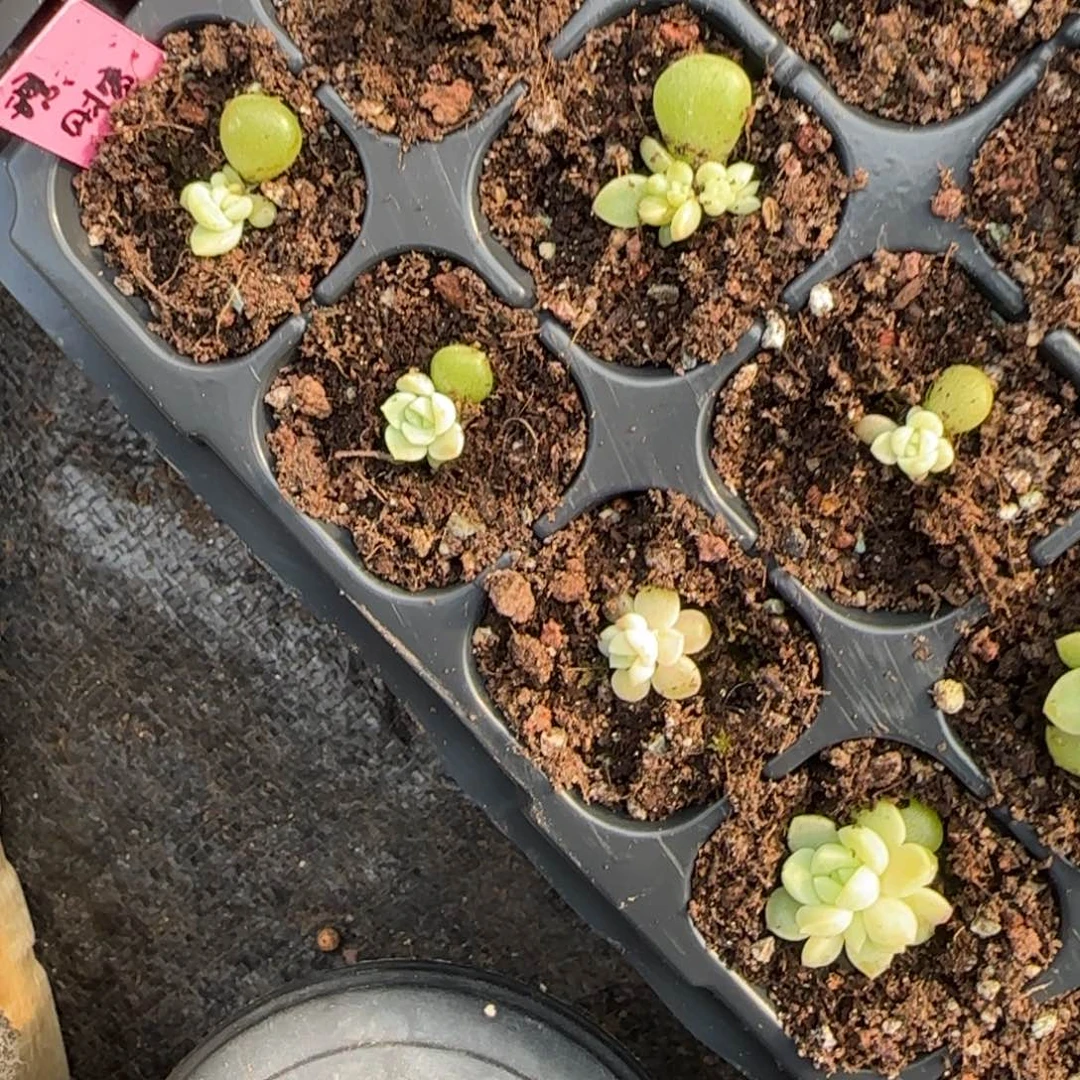 财富璟穴一个床满25包邮