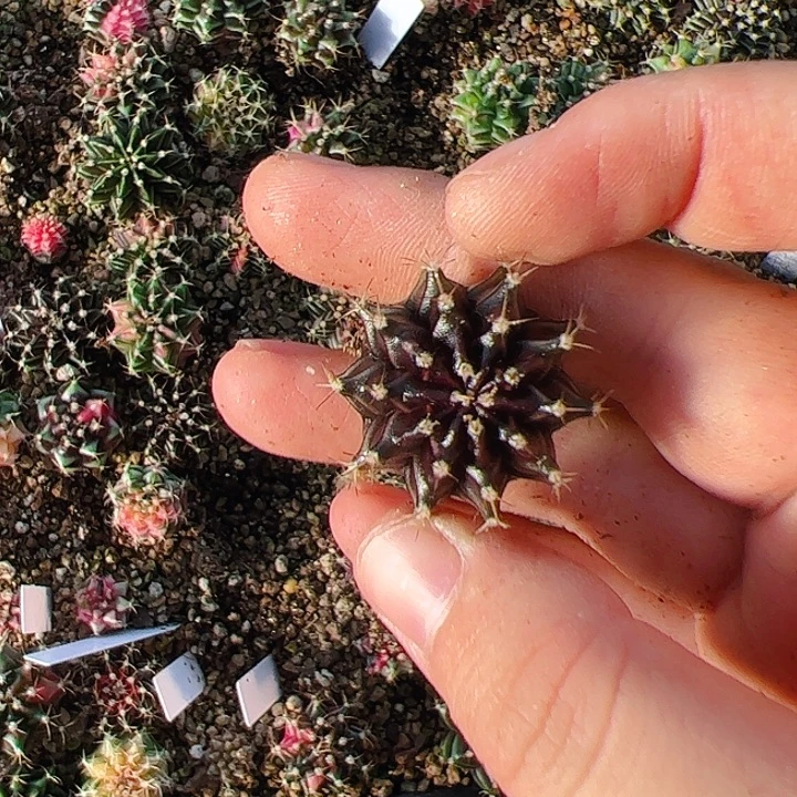 用***2当前无花栽培后可以开花776