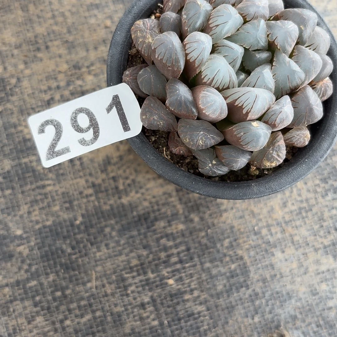 双玉露一物一拍291