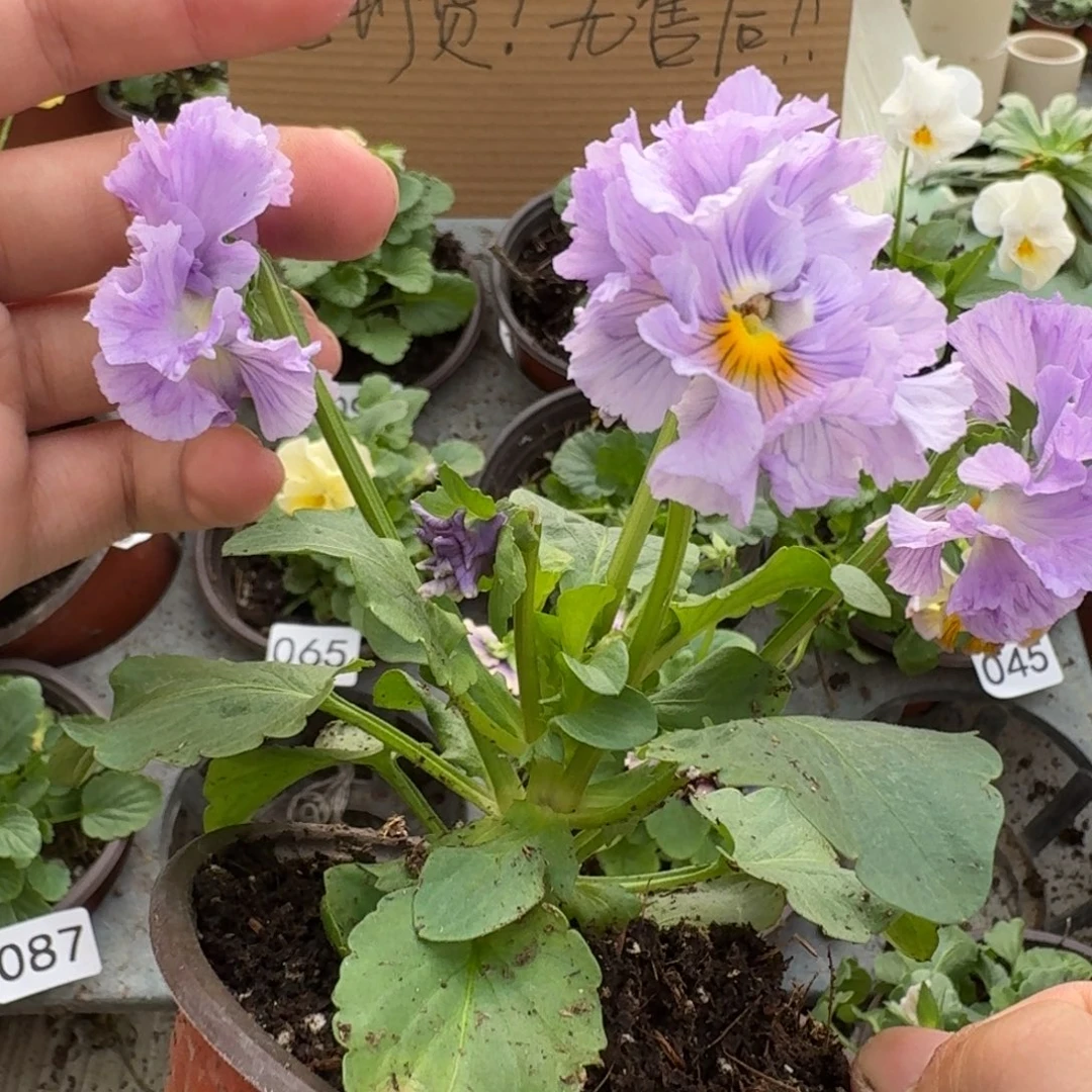 大部分花苞少量开放157