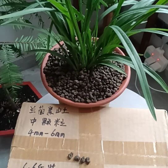 老***山兰菌颗粒中颗粒6.6斤