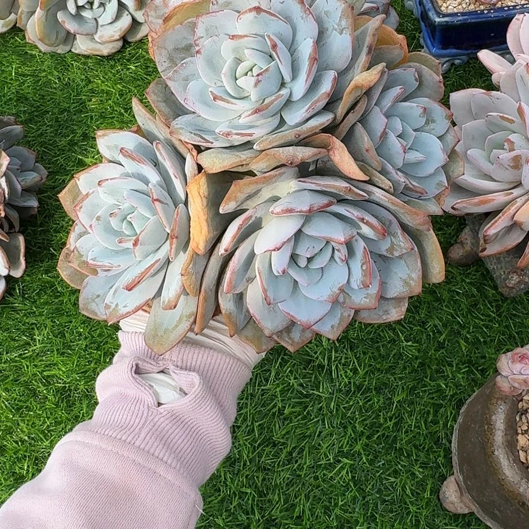 花***子488售后范围签收起7天内