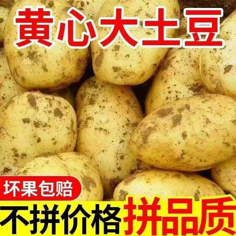 河南农家自种黄心土豆5斤装