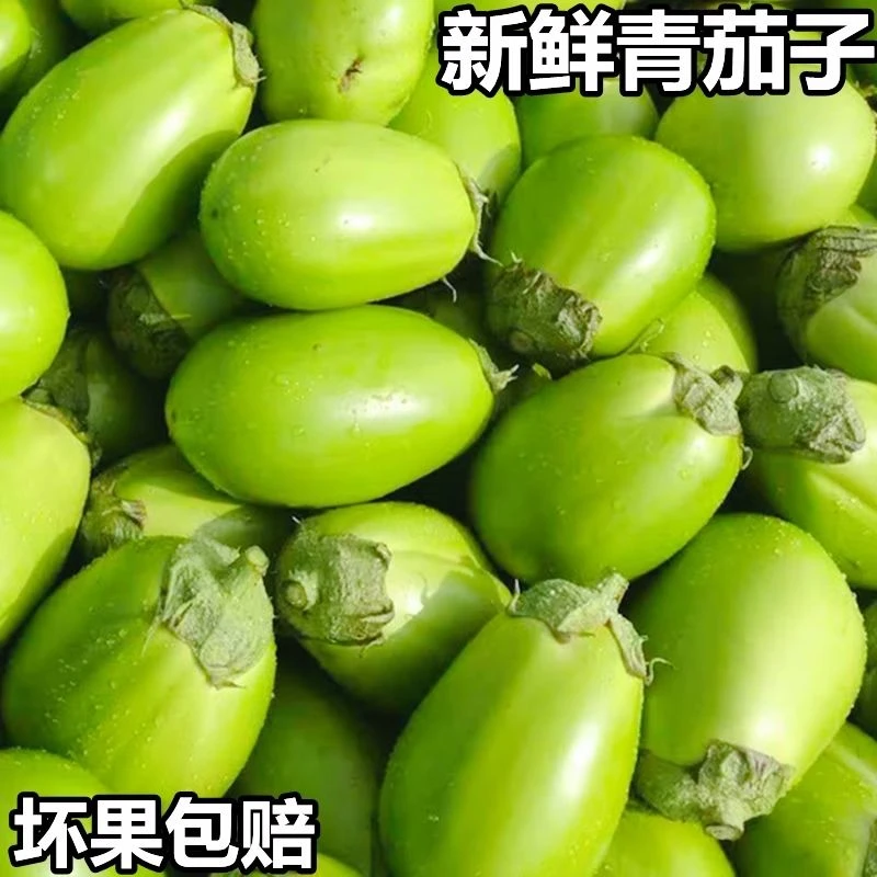 河南周口3/5斤装新鲜青皮茄子农家种植当季现摘蔬菜青皮圆茄