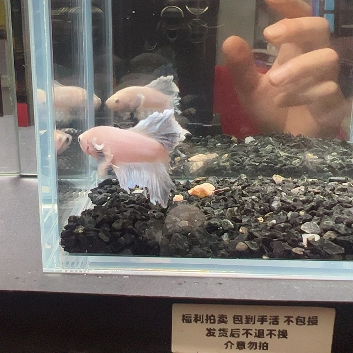 斗鱼一单包邮5日151