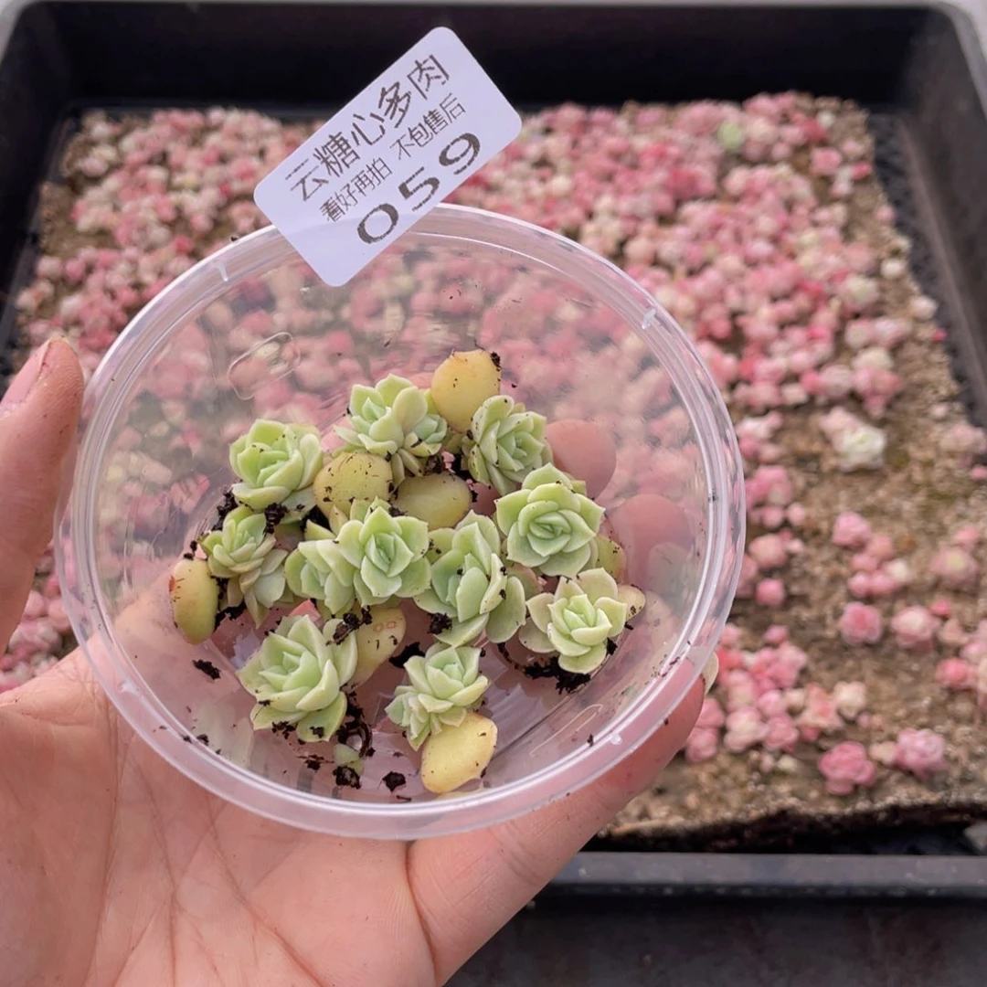 云糖心多肉植物59