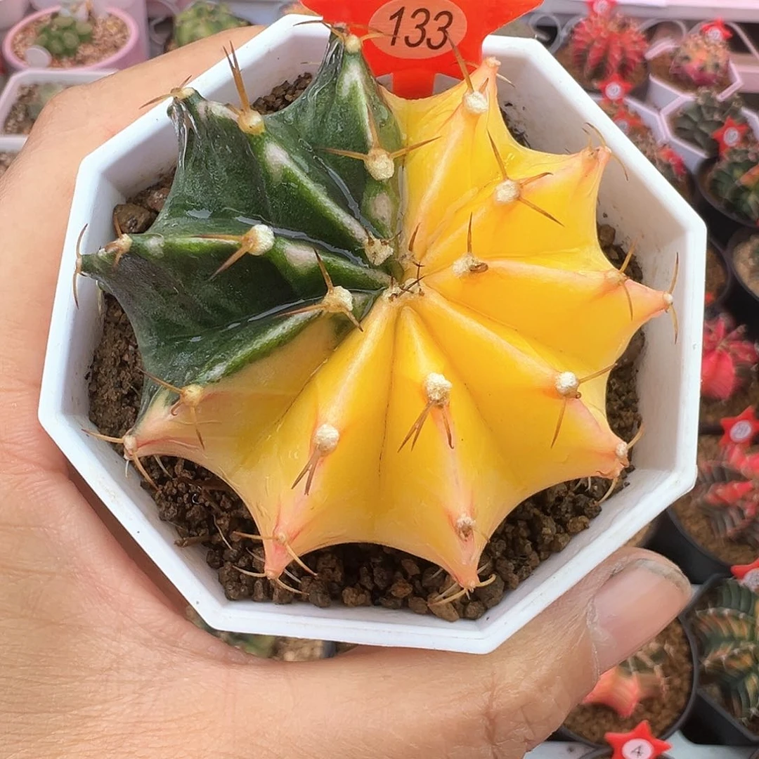 木***儿133-米哈仙人球锦带盆土发货