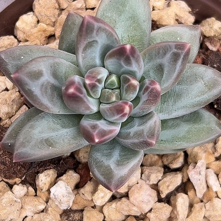 雪戴利美人特价多肉