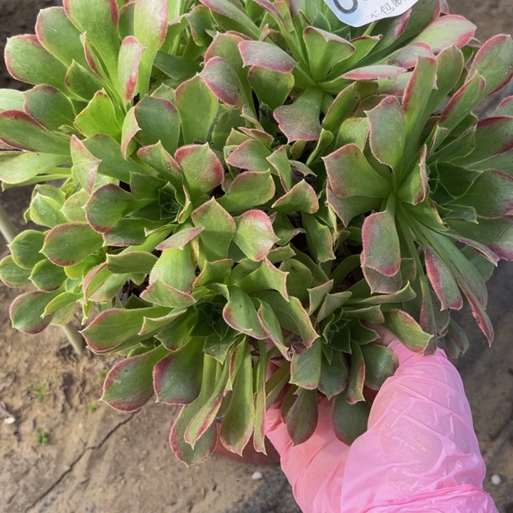 204 多肉法师不包断枝