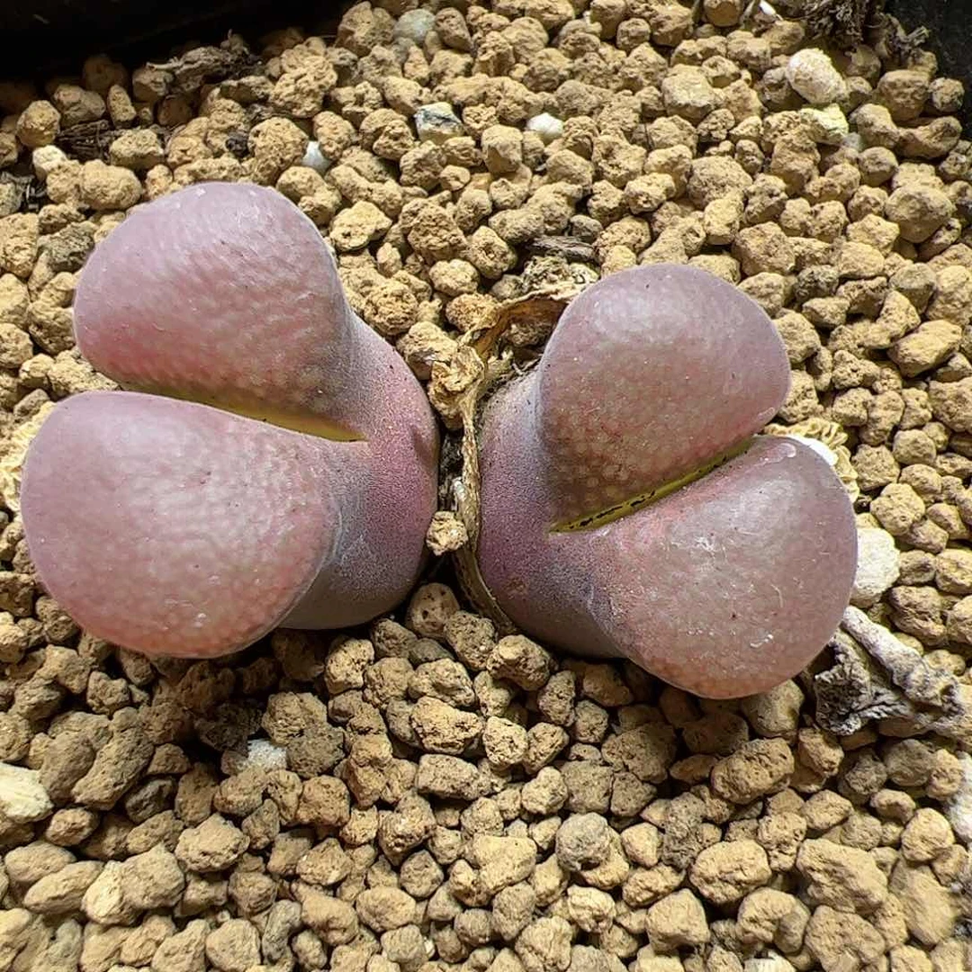 【闪购商品】352 红宝石风铃