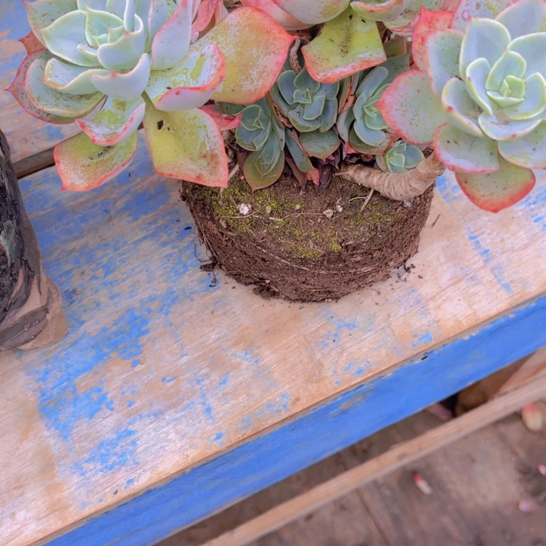 骚***宇多肉植物保护研究所所长