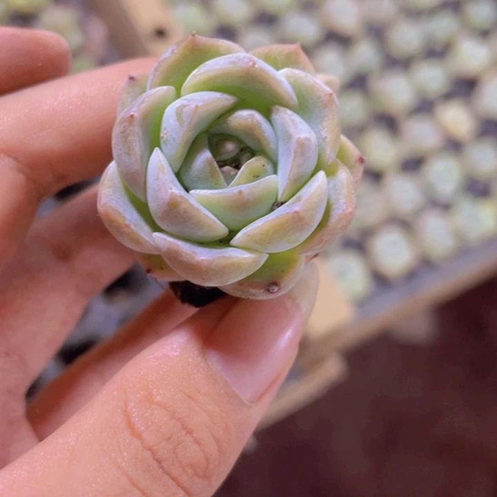62精品粉琥珀2颗一组