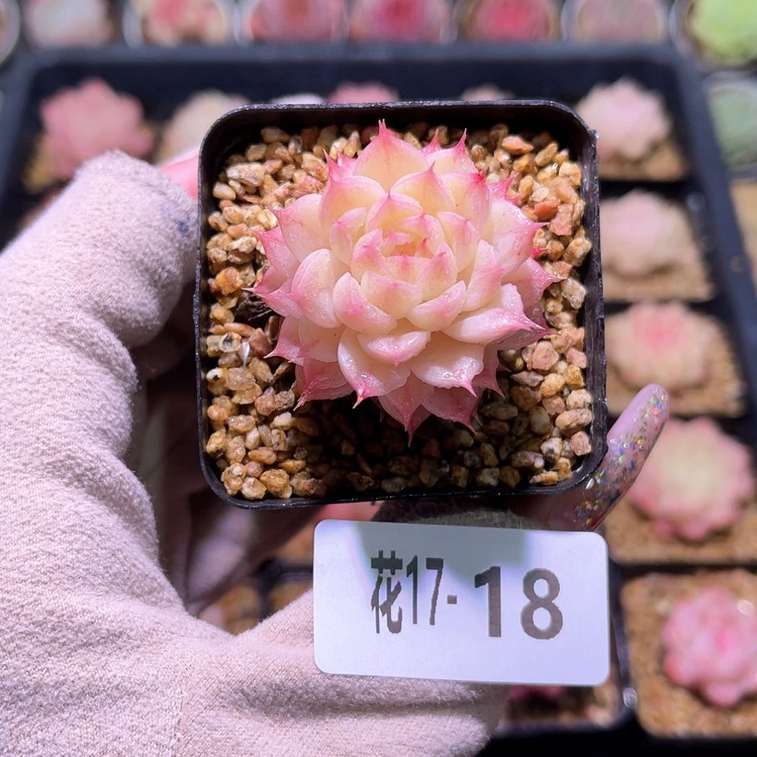 花利美17-18海王单头