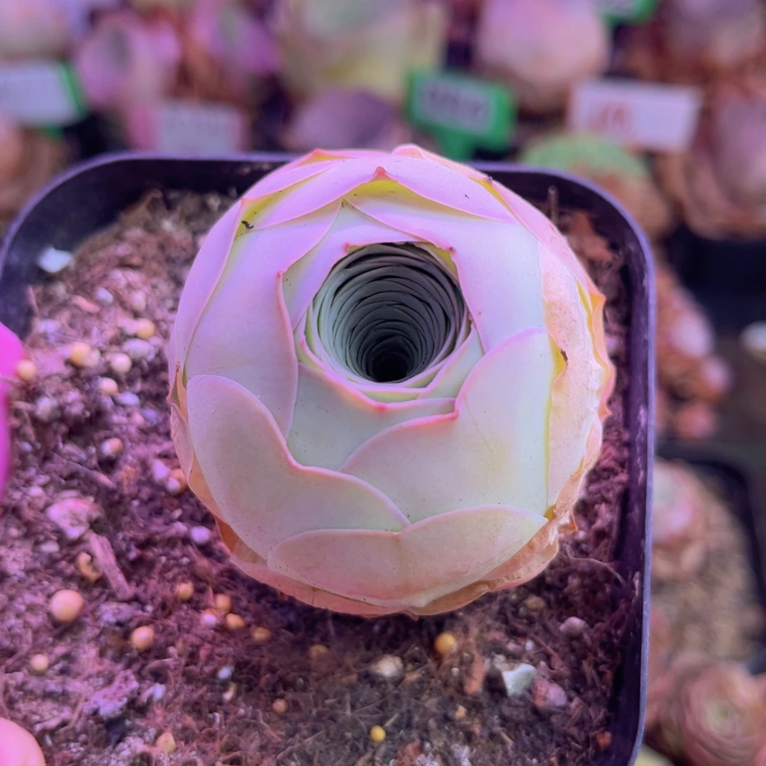 开播福利脱土裸根发货261