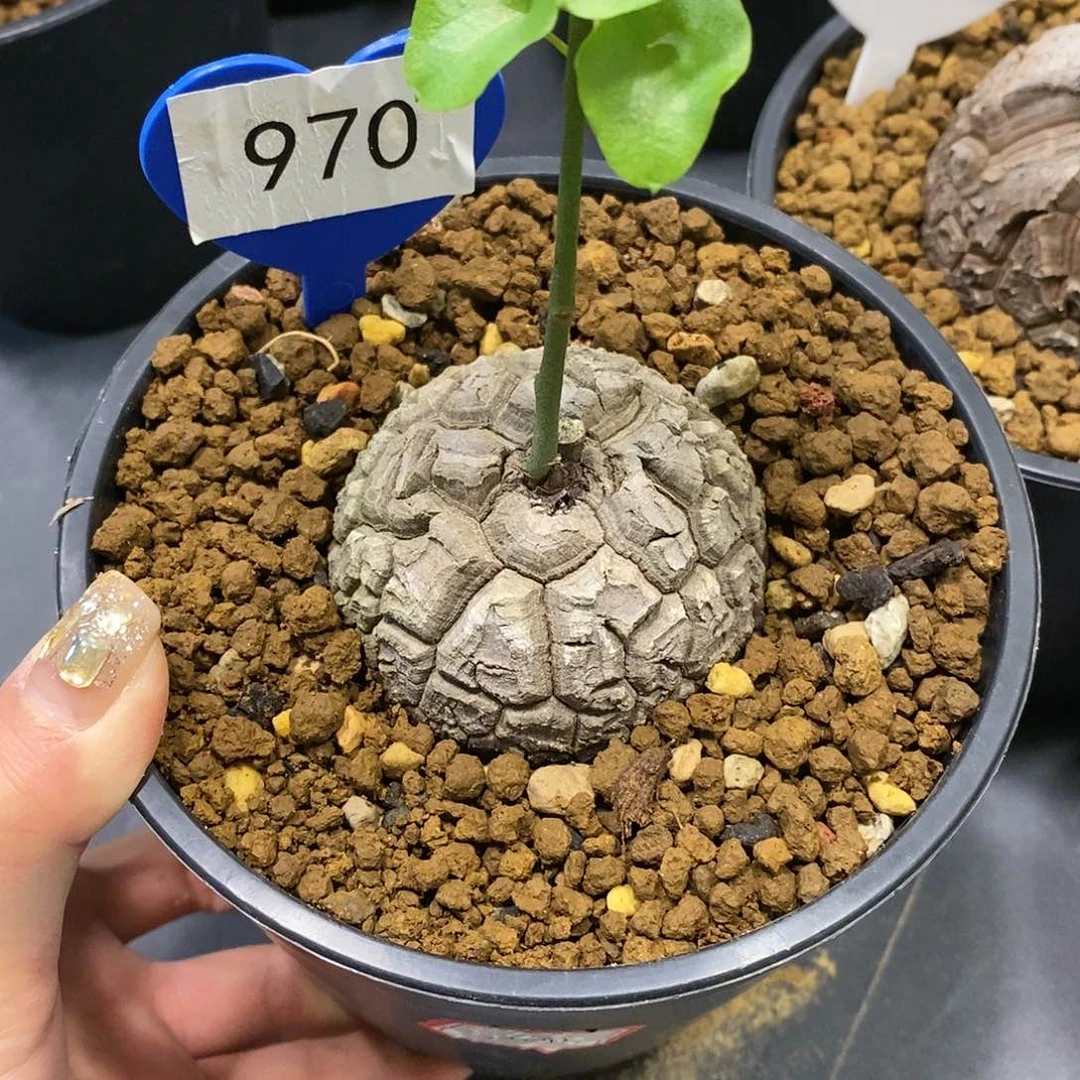 劉***䒜南非龟甲龙龟甲龙