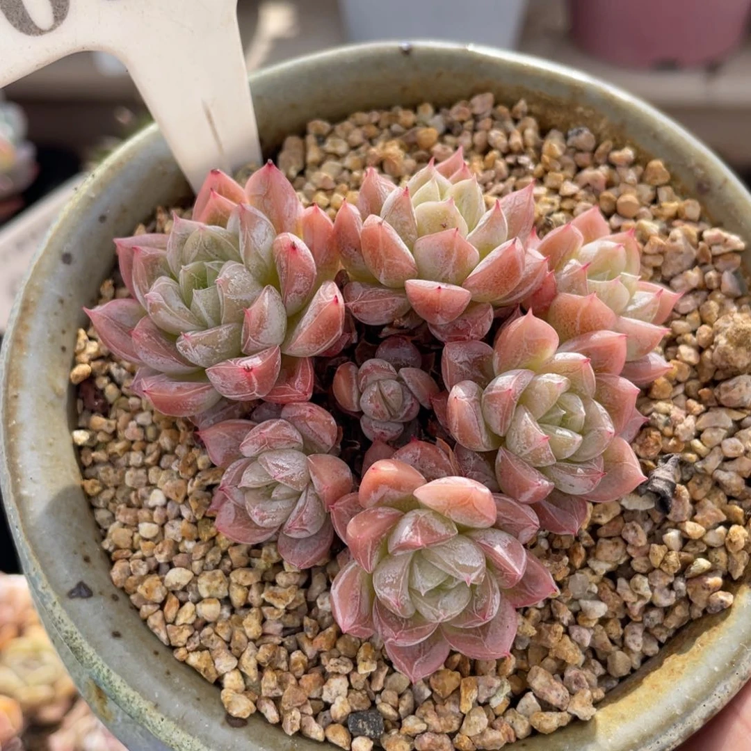 0629爱莎不带盆7厘米